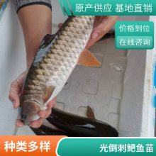 港发苗场供应活体黄金草鱼苗 青竹鲩 少病害军鱼苗 生长速度快