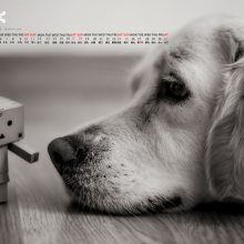 ɳмDHLʿݵĵ绰ǶٳɳDHLȡ绰