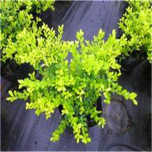 ������Ӧ���ֹ���ʯ���໨��ֲ�� �������� ���� ���� ��Ͱ�� ���� ����