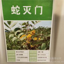 当年蛇灭门种子 发芽率好 提供种植技术 支持快递发货