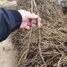 ����ĵ��������ֲ�����ո���Ʒ