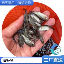 良种健康淡水鲈鱼苗报价 海鲈鱼苗水花 七星鲈鱼苗大规格 全国发货