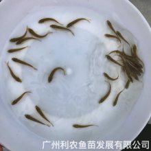 金丝银鳕鱼苗大鳞鲃苗淡水银鳕鱼苗银鳕鱼苗