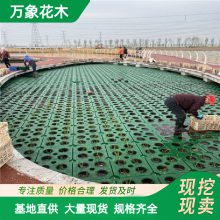 ��̬���� �ӵ�ˮ���̻���̨ ˮ��ֲ����ֲ ˮ����������