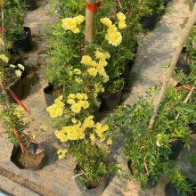 木香花苗 木香花 四季爬藤植物 室内庭院 浓香花卉盆栽