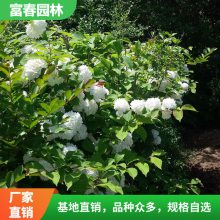 出售 木香花 景区园林庭院造景花苗 市政新农村绿化工程苗