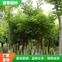 合欢树苗 绿化工程苗木 庭院观花植物 合欢花苗 园林造型