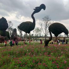 宁夏石嘴山真植物绿雕加工 海鸥、蝴蝶造型