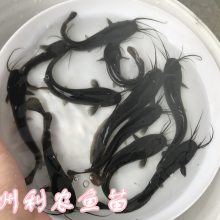 ۰ʭӳذ