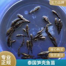 批发笋壳鱼苗 渔场 港发鱼水产厂 批发出售 基地直发成活***