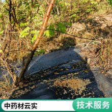 �����ص���ҩ����ʵ רҵ��ʵ������������