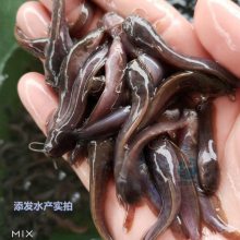 Ӧ 糧 ۸Ż ɻ*** ӭ