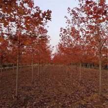 美国红枫树 保湿发货 7公分8公分9公分10公分丛生红枫