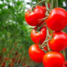 【注意】秋茬番茄定植，不是越早越好！