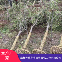 优质乔木垂丝海棠_芳草芊芊观赏树垂丝海棠_高杆垂丝海棠***格