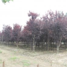 重庆红叶李 紫叶李出售产地，大量的红叶李树苗