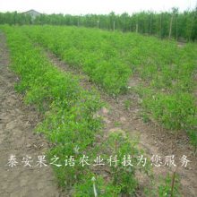 硢硢ʺϷֲƷ