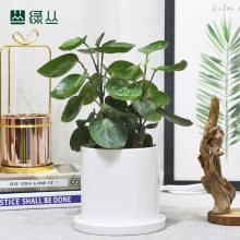 绿丛园林武汉植物圆叶福禄桐好养护客厅茶室书房小树植物***办公室桌面净化绿植盆栽上门金钱兜石纹水泥盆