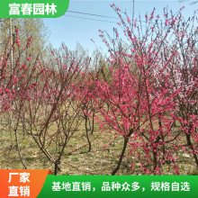 基地绿化乔木 紫叶红碧桃 品种 绿化环境 绿化工程苗