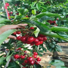 吉塞拉6号根系樱桃苗新品种在新疆结果表现 惠农农业矮化果树