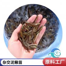 各种泥鳅苗批发 适应能力强 本地繁育 渔场直发 港发水产