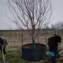 果树苗景观树控根器 透水透气塑料控根器 控根器使用实效图 河北祥庆