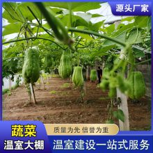 佛手瓜大棚 连栋大棚 简易连栋蔬菜大棚 智能温室 设计安装