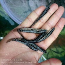 全国供应***黑鱼苗 乌鱼苗 生鱼苗 支持空运