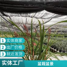 燎伯兰业 绿色系盆栽盆景 室内绿植花卉 建兰小姐