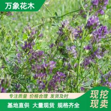 紫花苜蓿提取物 精细粉末 现挖现卖 康骏生物 1kg起订