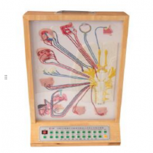 脑神经及脑神经的成分及分布电动模型YR-A2136