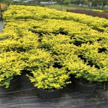 ������Ӧ���ֹ���ʯ���໨��ֲ�� �������� ���� ���� ��Ͱ�� ���� ����