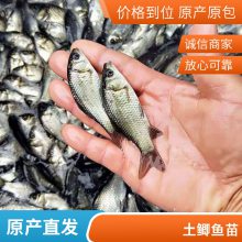 中科3号鲫鱼苗 白鲫鱼苗 鲫鱼鱼苗送货上门 港发水产