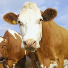 肉牛促长剂的种类和使用方法 肉牛快速催肥法 包膜胍基乙酸