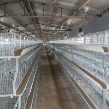 自动化笼养设备 热镀锌层叠式鸡笼 自动清粪喂料饮水捡蛋环控设备