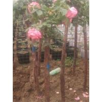 Ǿޱ۸30ָ40ָߴǾޱ