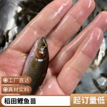 当季鲤鱼苗行情走势 港发禾花鲤抗病力强 杂食性鱼类