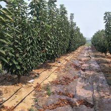 惠农农业 二年鲁樱5号辉煌樱桃树苗出售 代号1-5黄果品种