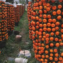 2021年年宵花卉朱砂桔销量走俏，南韵竹风年桔盆栽提前销售一空