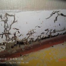 吉安县上门除白蚁灭除四害蟑螂老鼠蚊蝇灭红火蚁除甲醛