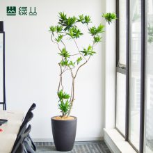 百合竹高端办公室客厅网红植物室内装饰净化空气富贵竹绿植盆栽雕花盆