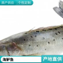 良种健康淡水鲈鱼苗报价 海鲈鱼苗水花 七星鲈鱼苗大规格 全国发货