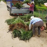 紫叶水蜡价格，50公分哪里有，水蜡多少钱一棵道路绿化苗木