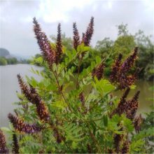 紫穗槐槐苗基地防沙固沙护坡植物紫花苗刺槐树苗耐寒耐旱绿化