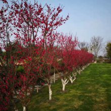 �Ϻ�������Ĺ����ѯ���߿ͷ� ���ɰ�Ϣ԰�Ϻ���Ӧ