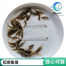 大型冷水溪水石斑鱼苗 红腹光唇鱼苗 好养花斑水花 成活***