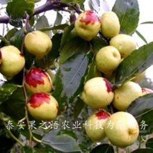 硢1š1ŹӦ