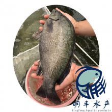 屦ʯ_߲ޱʯ_5cmʯ繩Ӧ