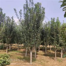 10公分西府海棠 批发基地 大量出售 种植基地