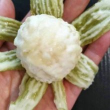 布兰瑞克无花果树苗出售 布兰瑞克无花果树苗种植技术